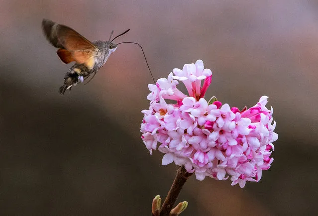 An insect flies next to a flower during springlike temperatures at the horticultural exhibition “ega” (Erfurt Garden Construction Exhibition) in Erfurt, Germany, Thursday, February 28, 2019. (Photo by Jens Meyer/AP Photo)