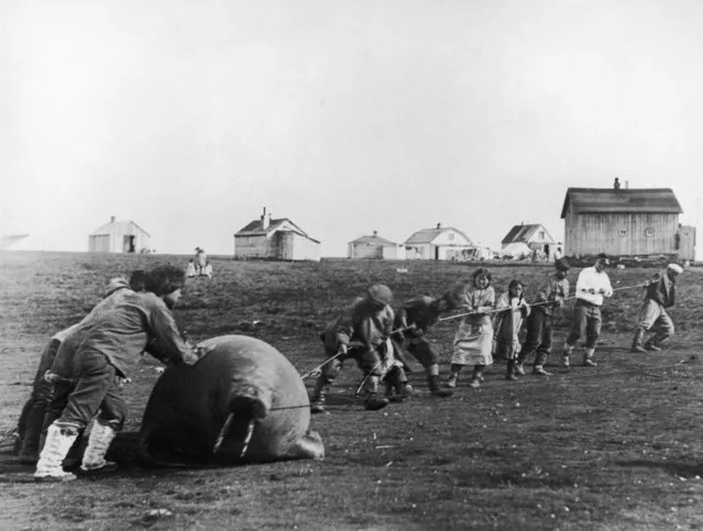 A group of Inuit villagers dragging home a walrus, Alaska, circa 1930. (Photo by Hulton Archive/Getty Images)