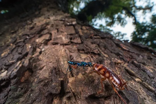 Shortlisted; The hunt. West Bengal, India. The interaction between the jewel wasp and cockroach is anything but friendly. The jewel wasp injects venom into the cockroach’s brain, paralysing the latter. The wasp then lays an egg in the zombified cockroach. (Photo by Ripan Biswas/Royal Society of Biology Photography Competition)