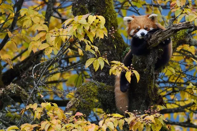 A red panda or lesser panda (Ailurus fulgens) in the humid montane mixed forest in Labahe national nature reserve (Sichuan, China). Actually not a panda but related to raccoons and coatis, the Red panda used to live in broadleaf and mixed forests all along the Himalayas but has been hunted to local extinction in many areas. Its fur is prized for ceremonial local dress and the international fur market. In recent years numbers have recovered thanks to a wide hunting ban, reforestation programmes, increased areas for nature reserves and a government clampdown on illegal trade in wildlife species. (Photo by Staffan Widstrand/naturepl.com/LDY Agency)