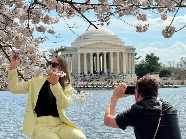 People take pictures with Cherry blossoms trees that are blooming at the Tidal Basin, in Washington, DC, March 17, 2024. (Photo by Daniel Slim/AFP Photo)