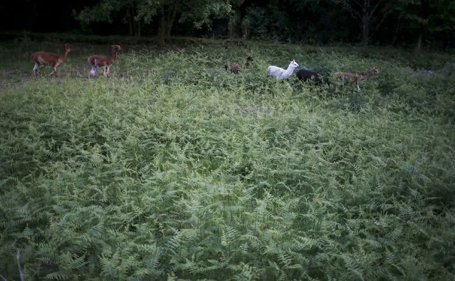 Alpacas of Lisa Vella-Gatt (not pictured) walk by her farm near Benfeita, Portugal May 11, 2015. (Photo by Rafael Marchante/Reuters)