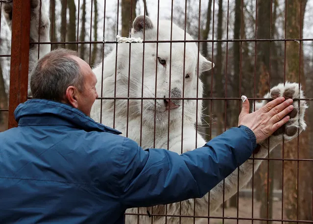 Mohini, a white Bengal tiger, reacts with his owner Tibor Toth at a private zoo closed to the public, during the coronavirus disease (COVID-19) pandemic, in Felsolajos, Hungary, March 22, 2021. (Photo by Bernadett Szabo/Reuters)
