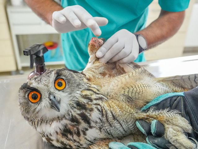 A veterinarian examines an Eurasian eagle-owl, which lost its ability to fly due to various reasons, specifically gunshot wounds, after its wings are amputated by expert veterinarians and surgeons at Dicle Wild Animal Rescue and Rehabilitation Centre, which hosts almost 70 different species of birds, in Diyarbakir, Turkiye on May 9, 2024. (Photo by Bestami Bodruk/Anadolu via Getty Images)