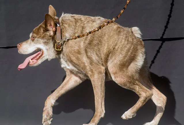 Quasi Modo wins top honors in the World's Ugliest Dog Contest at the Sonoma-Marin Fair on Friday, June 26, 2015, in Petaluma, Calif. (Photo by Noah Berger/AP Photo)