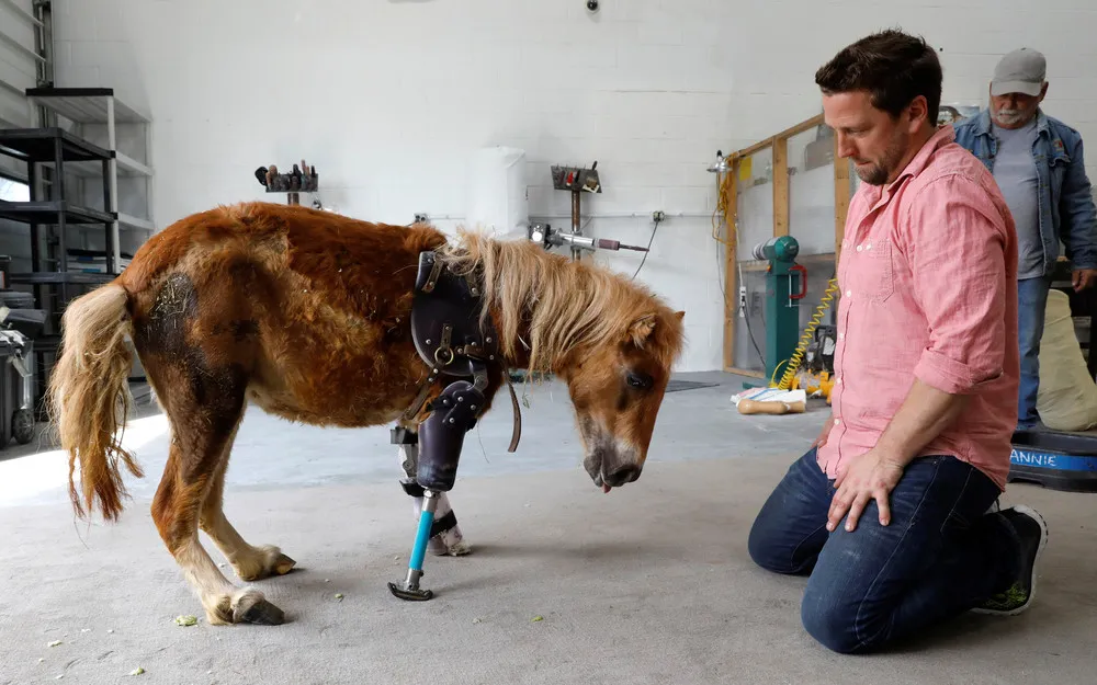 Injured Animals Walk Again