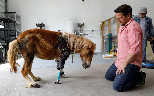 Derrick Campana kneels beside Angel Marie, a three-legged mini horse who wears a prosthetic leg made by Campana, at Animal Ortho Care in Sterling, Virginia, U.S., March 27, 2017. (Photo by Kevin Lamarque/Reuters)