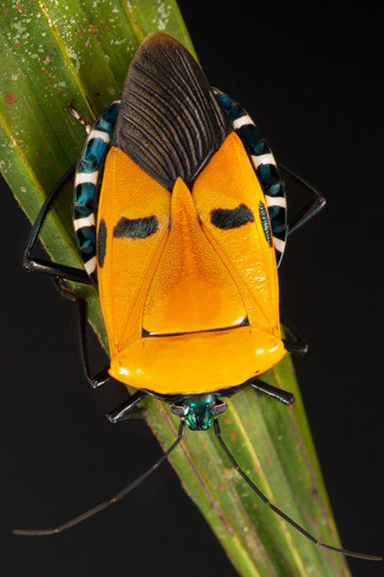 Pentomid bug. (Photo by Darlyne Murawsk/National Geographic Creative/Caters News)