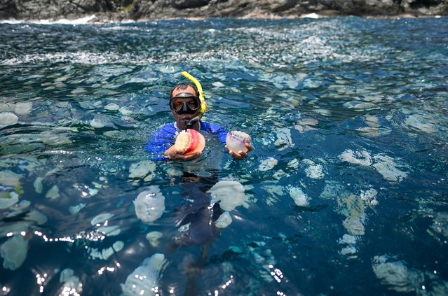 Joxmer Scott Frias, professor and researcher at the Institute of Zoology and Tropical Ecology of the Central University of Venezuela, shows cannonball jellyfish (Stomolophus meleagris) off the coast of Chuao, Aragua State, Venezuela, on April 5, 2024. Hundreds of jellyfish float in the turquoise waters of Aragua (central-north), recreating a surreal scene that worries fishermen on the Venezuelan coast. (Photo by Juan Barreto/AFP Photo)