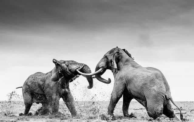 Silver medal, Behaviour – Mammals: two bull elephants sparring with one another, Amboseli National Park, Kenya, by William Fortescue, UK. (Photo by William Fortescue/World Nature Photography Awards)