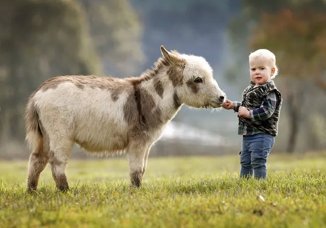 Miniature Donkeys Are The Best Friend Anyone Ever Had