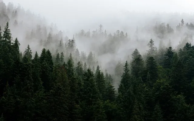 Carpathian spruce forest is shrouded in mist in the morning, Zakarpattia Region, western Ukraine on July 24, 2019. (Photo by Ukrinform/Barcroft Media)