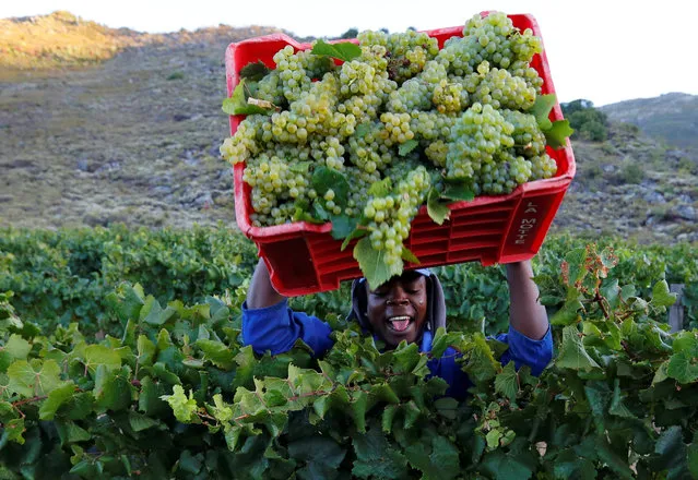 A worker harvests grapes at the La Motte wine farm in Franschoek near Cape Town, South Africa in this picture taken January 29, 2016. (Photo by Mike Hutchings/Reuters)