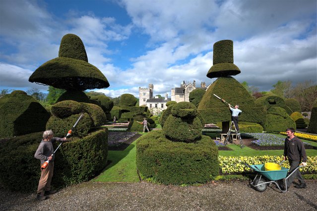 Head Gardener Chris Crowder (2R) and his team of gardeners work to prepare the world's oldest topiary garden in the grounds of Levens Hall, an Elizabethan stately home, near Kendal in north-west England on May 12, 2023. Levens Hall is hosting their “World Topiary Day” on May 14, 2023 as a celebration of the art of topiary. Topiary is the centuries old skill of shaping and cutting small-leaved trees and bushes into geometric shapes or forms which resemble objects and people. The Hall's topiary garden, comprising of ancient box and yew trees, was designed by Monsieur Guillaume Beaumont and established from 1694. (Photo by Oli Scarff/AFP Photo)