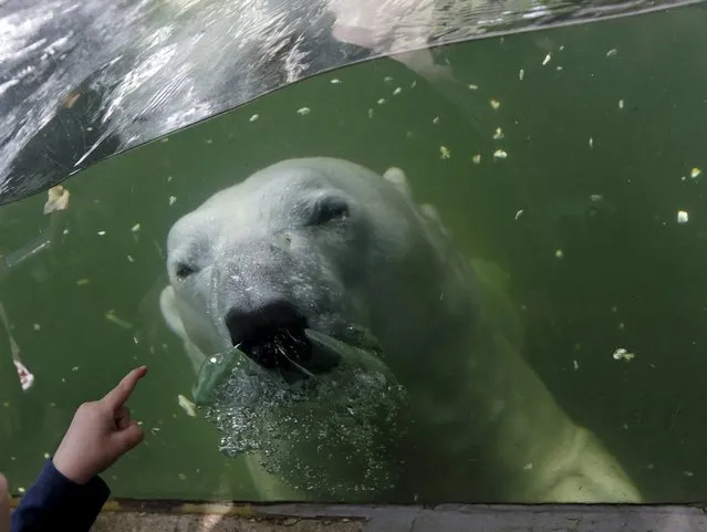A polar bear swims underwater in its enclosure on a hot summer day at Prague Zoo, Czech Republic, July 30, 2015. (Photo by David W. Cerny/Reuters)