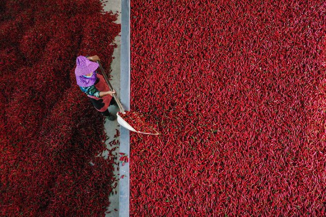 A worker dries chilli peppers at a factory in southwestern China's Chongqing municipality on August 27, 2024. (Photo by AFP Photo/China Stringer Network)