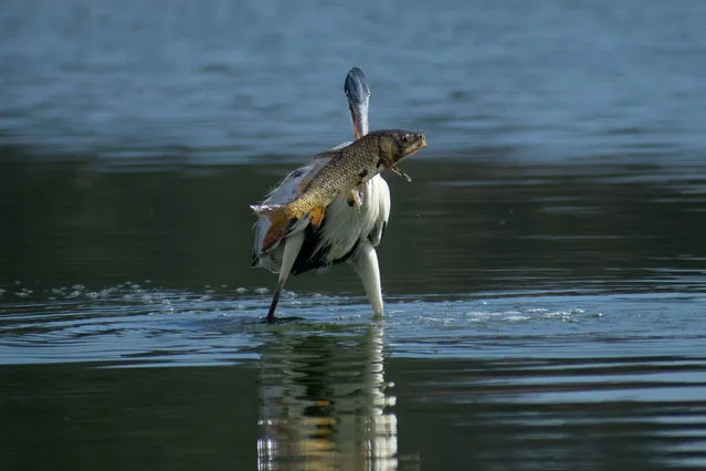 A heron catches a carp fish in Lake Penuelas, Chile on April 21, 2021. (Photo by Matias Basualdo/ZUMA Press Wire/Rex Features/Shutterstock)