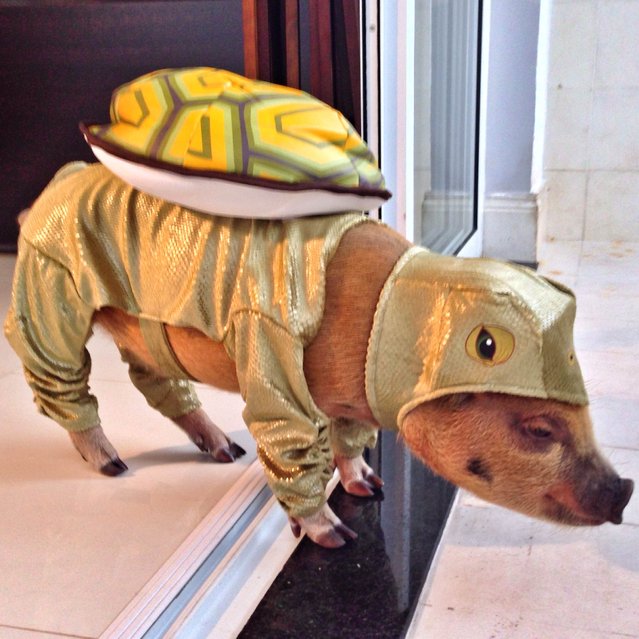Jamon, a mini pig from São Paulo, Brazil, just may be the most handsome devil on Instagram right now. The pig has amassed more than 55,000 followers who fawn over his every move and his festive outfits, from Hawaiian shirts to sombreros, and even turtle costumes.