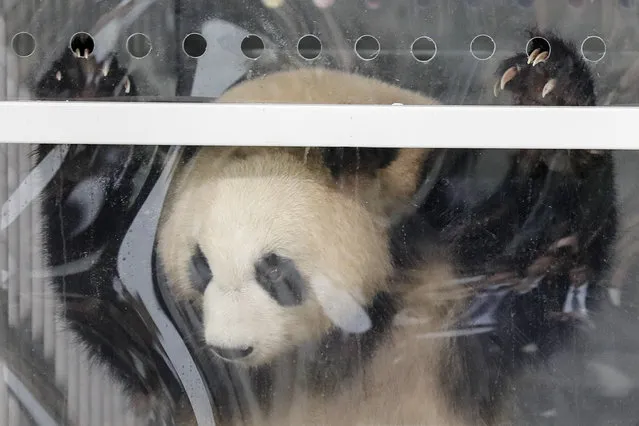 Giant panda Meng Meng looks out of its container during a presentation after the arrival from China at the airport Schoenefeld near Berlin, Saturday, June 24, 2017. (Photo by Markus Schreiber/AP Photo)