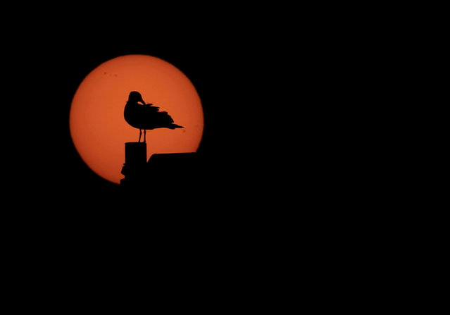 A silhouette of a bird on a lamp post as the sun rises in Summerstrand in Gqeberha, South Africa on September 3, 2024. (Photo by Esa Alexander,/Reuters)