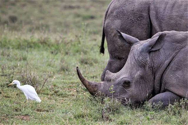 A black rhino (R), an endangered species, and a cattle Egret (L) at the Nairobi National park on June 3, 2022. The Nairobi National Park is the Worldís only Wildlife Capital. It is approximately 12km from the Nairobi's central business district. The Nairobi National Park has a wide open grass plains and backdrop of the city scrapes, scattered acacia bush that plays a host to a wide variety of wildlife including the endangered black rhino, lions, leopards, cheetahs, hyenas, buffaloes, giraffes and diverse birdlife with over 400 species recorded. (Photo by Boniface Muthoni/SOPA Images/Rex Features/Shutterstock)
