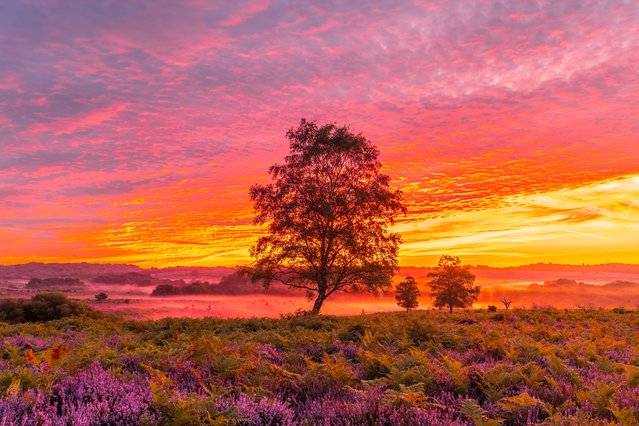 Sunrise in the New Forest near Lyndhurst in Hampshire, UK this morning, August 15, 2024. (Photo by Cenk Albayrak-Touye/Picture Exclusive)