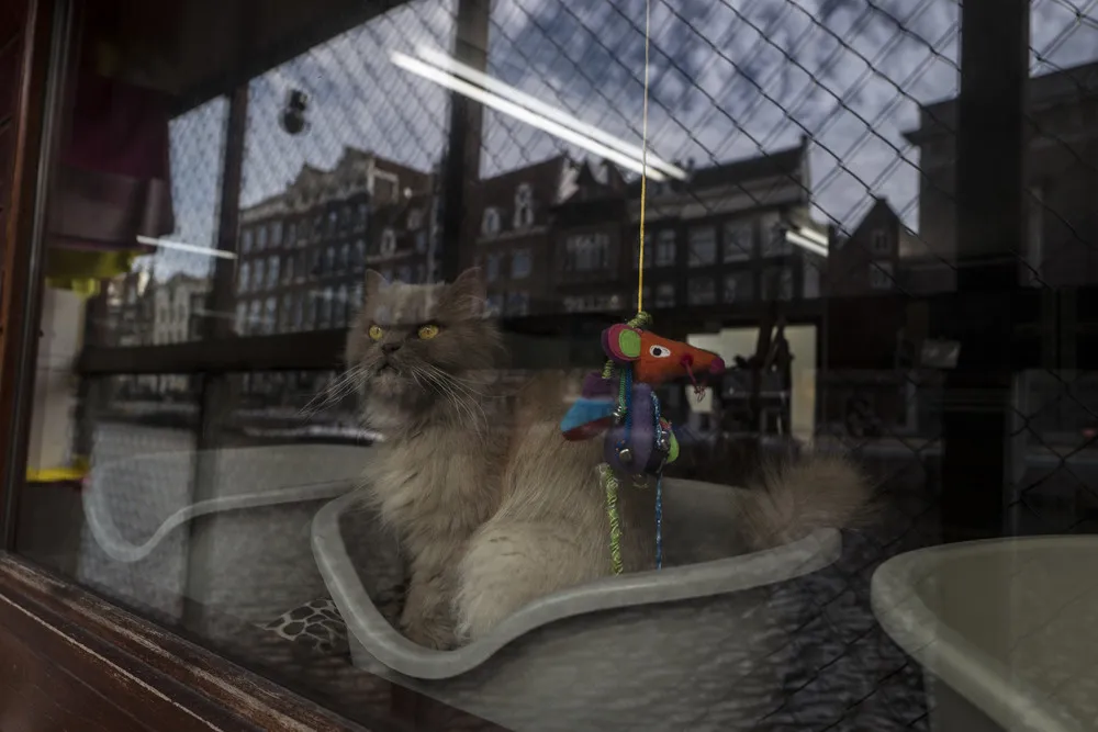 Stray Cats Find a Home on an Amsterdam Houseboat