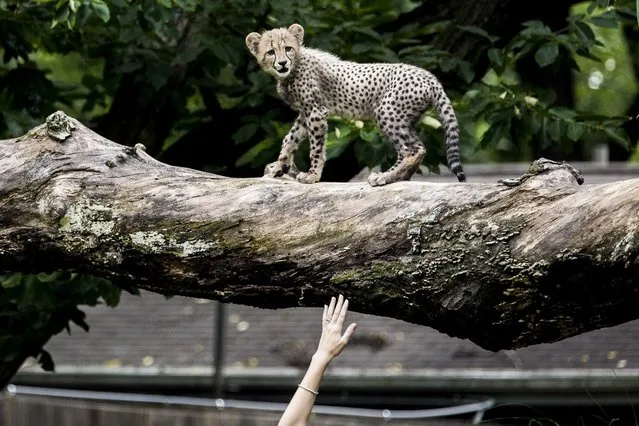 A cheetah keeper prepares to catch a cheetah cub as it climbs out on to a limb as two cubs make their public debut at the Smithsonian National Zoo on July 24, 2012 in Washington, DC