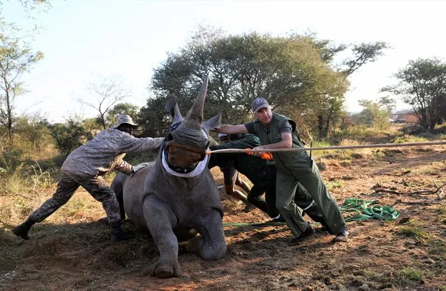 Kester Vickery, co-founder of Conservation Solutions, attends to a tranquillised rhino during the relocation of the first 19 white rhinos from South Africa to Zinave National Park in Mozambique, in Lephalale in the Limpopo province, South Africa on May 30, 2022. (Photo by Siphiwe Sibeko/Reuters)