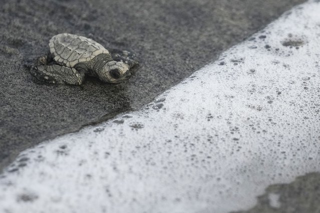 A released baby sea turtle nears ocean waters at Punta Chame beach, Panama, Saturday, November 16, 2024. (Photo by Matias Delacroix/AP Photo)