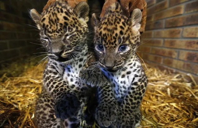 Two unnamed female Sri Lankan baby leopards (Panthera pardus kotiya) are seen in a zoo in Maubeuge August 12, 2014. The Sri Lankan leopards, reported as an endangered animal species by the International Union for Conservation of Nature, were born on July 1, according to the zoo media office. (Photo by Yves Herman/Reuters)