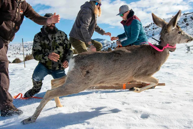 A mule deer is released by Division of Wildlife Resources employees after a health check at Hardware Ranch, near Hyrum Utah, on March 4, 2020. The staff collect data to come up with “body condition score”. They measure loin thickness, rump fat and physical size to arrive at an overall score of the percentage of body fat. These deer were captured and measured last fall, so the new data will reveal how well they did during winter, the most difficult time of the year. (Photo by Natalie Behring/AFP Photo)