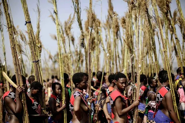 Maidens from Swaziland carry the reeds as they sing and dance during the first day of the annual royal reed dance at the Ludzidzini Royal palace on August 30, 2015 in Lobamba, Swaziland. Umhlanga, or Reed Dance ceremony, is an annual Swazi cultural event where tens of thousands of Swazi girls and travel from the various chiefdoms to the Ludzidzini Royal Village to participate in the eight-day event. A road accident in Swaziland killed several girls and seriously injured others who had been on their way to a traditional ceremony. (Photo by Gianluigi Guercia/AFP Photo)