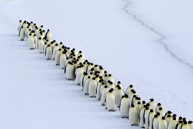 A grand gathering – emperor penguins arrive en masse for breeding at Pointe Géologie Archipelago, Antarctica in the first decade of January 2025. (Photo by Natacha Planque/IPEV)