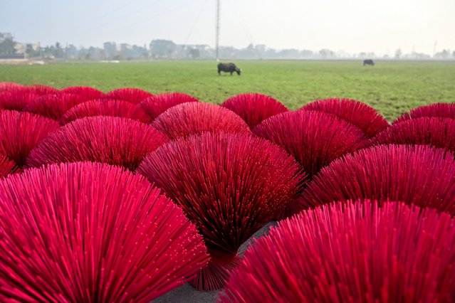 Incense sticks dry next to fields in Quang Phu Cau village on the outskirts of Hanoi on January 21, 2025, ahead of Lunar New Year celebrations, known in Vietnam as Tet. (Photo by Nhac Nguyen/AFP Photo)