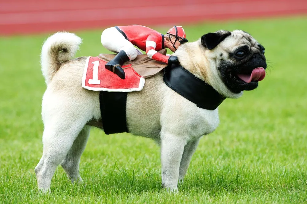 The Week in Pictures: Animals, September 6 – September 13, 2014