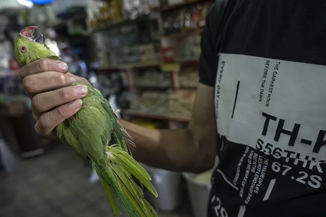 Youssef Ashraf inspects a parakeet at his shop in Gaza City, Tuesday, August 23, 2022. Dozens of Palestinians have taken up bird-trapping in recent years, capturing parakeets along the heavily-guarded frontier with Israel and selling them to pet shops. It's a rare if meager source of income in Gaza, which has been under a crippling Israeli-Egyptian blockade since the militant Hamas group seized power 15 years ago. (Photo by Fatima Shbair/AP Photo)