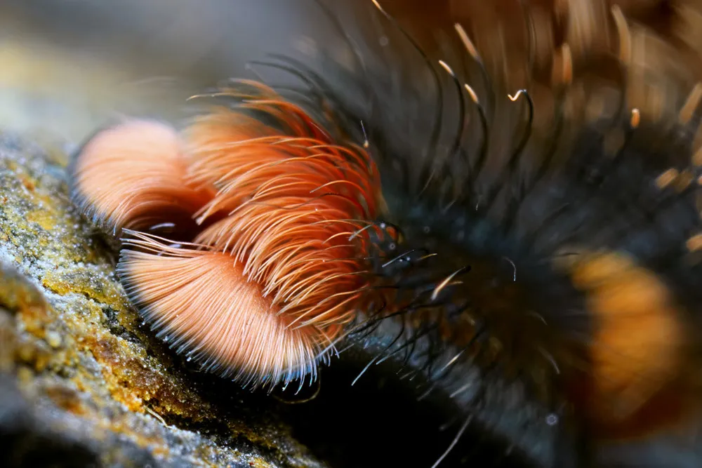 Tarantulas Paws Close-Up