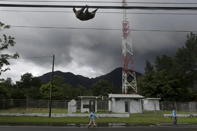 A sloth hangs on to electricity cables in El Valle, Cocle Province, Panama, September 12, 2015. (Photo by Carlos Jasso/Reuters)
