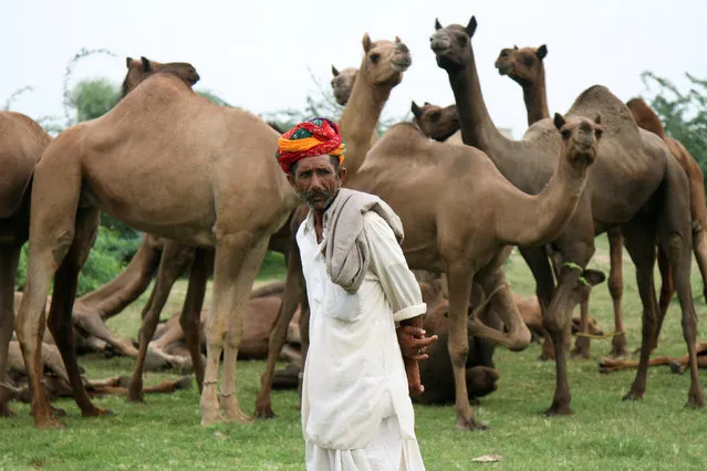 A camel trader stands next to his camels at the Tejaji Cattle Fair in the village Parbatsar, in the desert state of Rajasthan, India, August 20, 2016. (Photo by Himanshu Sharma/Reuters)