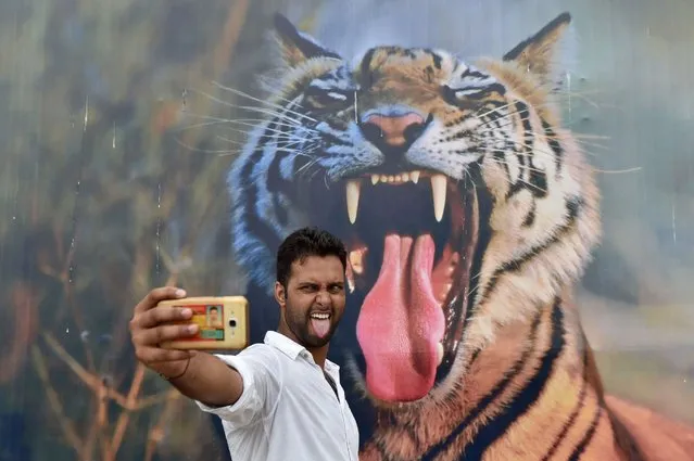 A visitor poses for a photograph in front of a picture of a tiger displayed on the last day of the “Bharat Parav” festival at the India Gate lawns in New Delhi, India on August 18, 2016. (Photo by Sajjad Hussain/AFP Photo)