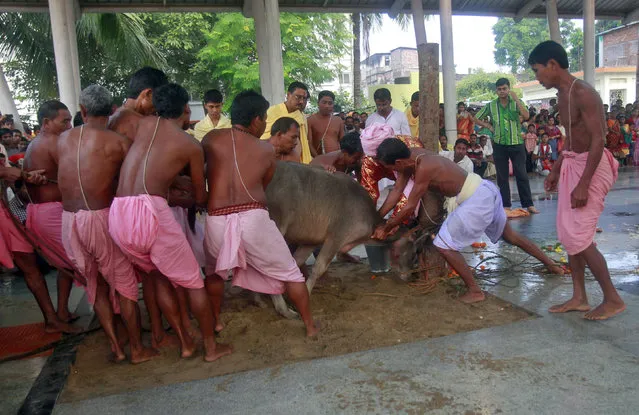 Hindu devotees prepare to sacrifice a buffalo calf as part of a ritual during the Durga Puja festival in Agartala, capital of Tripura October 3, 2014. (Photo by Jayanta Dey/Reuters)