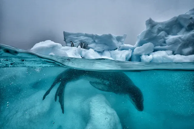 A leopard seal patrols the ice while penguins huddle for safety out of the water in Antarctica. Ocean photographers of all disciplines and experience levels – amateurs and professionals alike – are invited to submit their most impactful imagery for the Ocean Photography awards. (Photo by Cristina Mittermeier/The Guardian)
