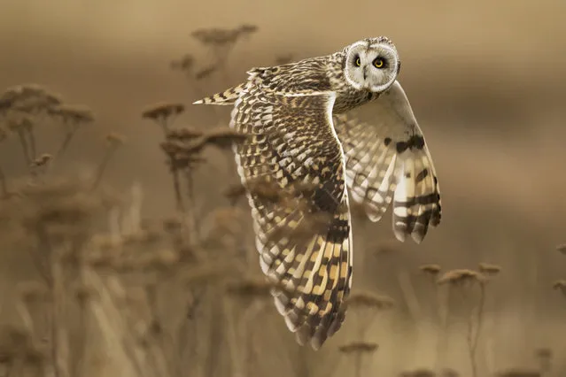 “Shoulder Check”. A wild short eared owl completes a shoulder check in case something was missed. Northern harriers were also hunting in the field and these raptors will often steal a kill from the owls. Photo location: Boundary Bay, BC, Canada. (Photo and caption by Henrik Nilsson/National Geographic Photo Contest)