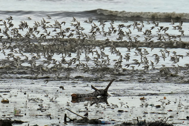 Birds fly over water polluted with garbage during the Global Big Day, an annual event focused on birdwatching and citizen science, in Panama City, Panama, on May 10, 2025. (Photo by Enea Lebrun/Reuters)
