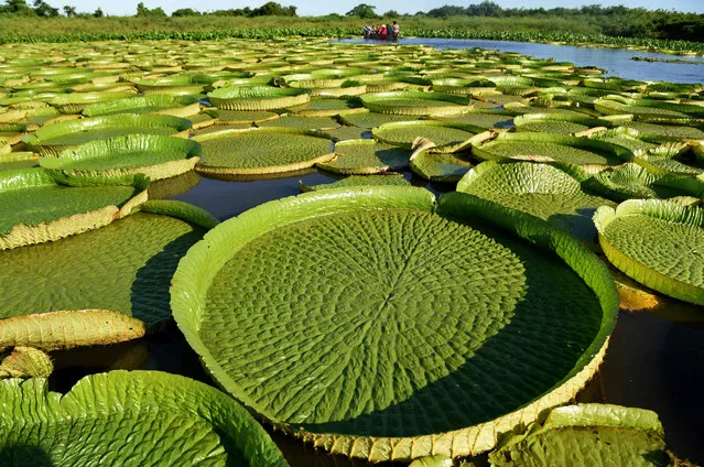 People take a boat to see giant water lilies (Victoria amazonica) – known as Yakare Yrupe in Guarani – which appear every three to four years in great numbers and size (more than a metre and a half in diameter), in the Paraguay River in Piquete Cue just north of Asuncion, on January 8, 2018 Water lilies are seen every year but not in such quantities and size and locals treat them as a national treasure. (Photo by  Norberto Duarte/AFP Photo)