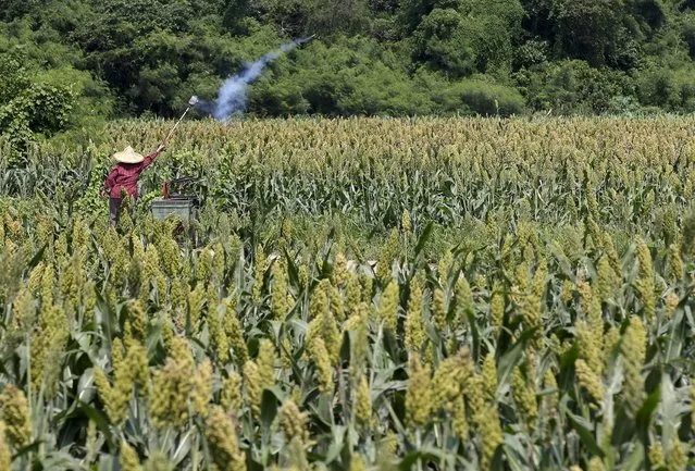 A farmer sets off firecrackers to scare off birds in a sorghum field in Kinmen county, Taiwan, September 8, 2015. (Photo by Pichi Chuang/Reuters)