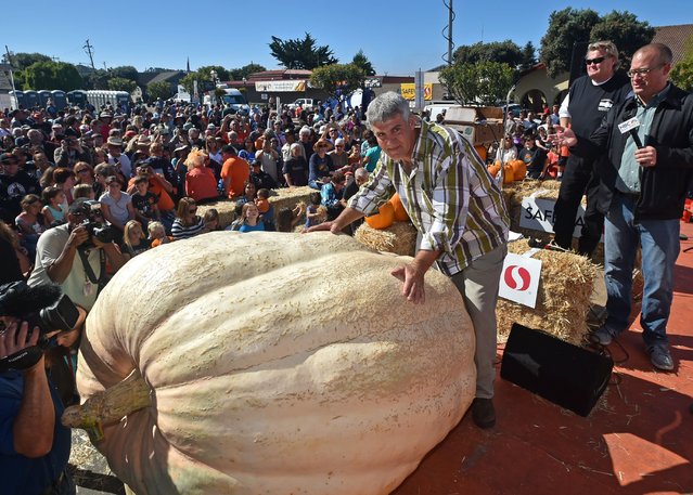 Steve Daletas, from Pleasant Hill, Oregon, stands near his 1,969 pound (893 KG) pumpkin that took first place in the 42nd annual Safeway World Championship Pumpkin Weigh-Off Contest in the World Pumpkin Capital of Half Moon Bay, California on October 12, 2015. (Photo by Josh Edelson/AFP Photo)