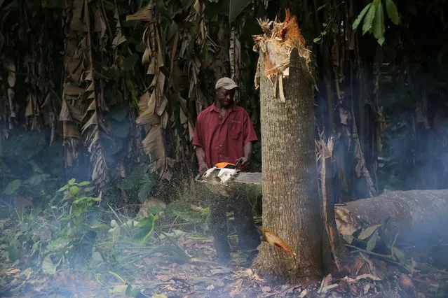 A man cuts down a tree in an unreserved forest in Igede-Ekiti township, southwest Nigeria, August 19, 2014. (Photo by Akintunde Akinleye/Reuters)
