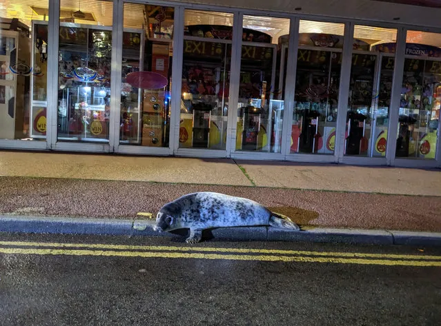 A grey seal pup which was rescued outside a kebab shop in Hemsby, Norfolk on January 22, 2023. (Photo by Dan Goldsmith/Marine and Wildlife Rescue)